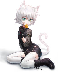 Rule 34 | 1girl, absurdres, animal ears, blouse, breasts, cat ears, cat tail, collared shirt, facial scar, fate/apocrypha, fate/grand order, fate (series), green eyes, grey shirt, hair between eyes, highres, jack the ripper (fate/apocrypha), jack the ripper (memory of qualia) (fate), looking at viewer, necktie, red necktie, scar, scar across eye, scar on cheek, scar on face, shirt, short hair, small breasts, smile, solo, sterben, striped clothes, striped shirt, tail, thighhighs, vertical-striped clothes, vertical-striped shirt, white hair, white thighhighs