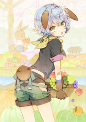 Rule 34 | 1boy, animal, animal ears, apple, bandaid, bandana, basket, clothed animal, commentary, crossed bangs, ears down, food, fruit, gloves, grapes, green eyes, highres, hip vent, kuroyuki, leaning forward, looking at viewer, looking back, open mouth, orange (fruit), original, picking up, pumpkin, purple hair, rabbit, rabbit ears, rabbit tail, red apple, short hair, shorts, solo focus, string of flags, table, tail
