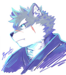 Rule 34 | 1boy, animal ears, animal nose, blue eyes, chest hair, closed mouth, commentary request, determined, dog boy, dog ears, facial scar, fang, forked eyebrows, furry, furry male, fuyodo, grey fur, japanese clothes, kimono, male focus, moritaka (housamo), muscular, muscular male, portrait, scar, scar on cheek, scar on face, scar on nose, short hair, signature, snout, solo, thick eyebrows, tokyo houkago summoners, twitter username, two-tone fur, white fur