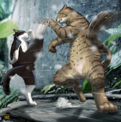 Rule 34 | blurry, cat, clenched teeth, commentary request, dated, depth of field, dust cloud, fighting, highres, kicking, leaf, matataku, motion blur, no humans, original, outdoors, parrying, shadow, signature, standing, standing on one leg, surprised cat (matataku), teeth, whiskers