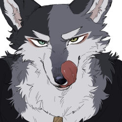 Rule 34 | 1boy, animal ears, black shirt, body fur, dog tags, furry, furry male, green eyes, grey fur, heterochromia, licking lips, looking at viewer, male focus, original, rata (norahasu), shirt, simple background, solo, tongue, tongue out, upper body, white background, wolf boy, wolf ears