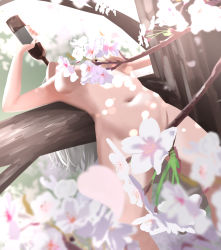 Rule 34 | 1girl, bottle, breasts, cherry blossoms, completely nude, convenient censoring, drinking, flower, grey hair, groin, hanami, highres, kantai collection, medium breasts, navel, nude, pola (kancolle), solo, tama (tamago), tree, wine bottle