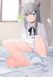 Rule 34 | 1girl, animal ears, aqua eyes, bare legs, barefoot, bed sheet, bedroom, blue socks, blush, cat ears, cat tail, choker, closed mouth, commentary request, curtains, dress, feet, female focus, foot focus, foreshortening, full body, grey hair, grey socks, highres, indie virtual youtuber, indoors, kou futoshi, legs, looking at viewer, nachoneko, neck ribbon, no shoes, panties, pantyshot, plant, potted plant, ribbon, shadow, sidelocks, single sock, sitting, socks, soles, solo, spread toes, striped clothes, striped socks, sweatdrop, tail, thighs, toenails, toes, underwear, unworn legwear, virtual youtuber, white dress, window