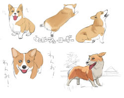 Rule 34 | animal focus, dog, multiple views, no humans, nora higuma, simple background, sketch, tagme, welsh corgi, white background