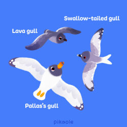 Rule 34 | animal focus, beak, bird, bird wings, blue background, empty eyes, english text, feathered wings, feathers, flying, grey feathers, grey wings, gull, lava gull, looking afar, looking ahead, no humans, no sclera, orange eyes, original, pallas&#039;s gull, pikaole, red eyes, seabird, seagull, signature, simple background, solid circle eyes, swallow-tailed gull, white feathers, white wings, wings