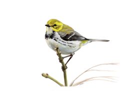 Rule 34 | animal, animal focus, avery (aves), bird, black-throated green warbler, black feathers, feathers, highres, looking at viewer, no humans, original, photorealistic, realistic, signature, simple background, stick, traditional media, warbler (bird), white background, white feathers, yellow feathers