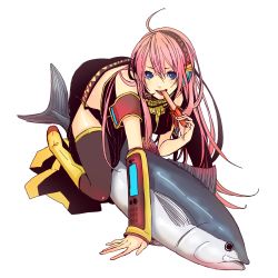 Rule 34 | ahoge, armband, bad id, bad pixiv id, blue eyes, boots, detached sleeves, fish, headband, licking, long hair, megurine luka, open mouth, pink hair, simple background, solo, thighhighs, todoroki sora, tongue, tuna, vocaloid