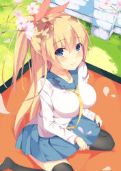 Rule 34 | 10s, 1girl, black thighhighs, blonde hair, blue eyes, blue skirt, blurry, blush, breasts, cherry blossoms, depth of field, from above, grass, hair ribbon, hatsu (first snow), holding, holding clothes, holding skirt, impossible clothes, kirisaki chitoge, long hair, looking at viewer, nisekoi, petals, pleated skirt, ponytail, ribbon, school uniform, serafuku, sitting, skirt, skirt basket, smile, solo, thighhighs, wariza