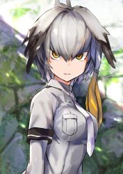 Rule 34 | 10s, 1girl, amamitsu kousuke, bad id, bad twitter id, blurry, blurry background, bodystocking, breasts, grey shirt, head wings, highres, kemono friends, long hair, looking at viewer, low ponytail, medium breasts, multicolored hair, necktie, shirt, shoebill (kemono friends), short sleeves, side ponytail, solo, wings, yellow eyes