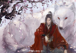 Rule 34 | 1boy, arm on knee, black hair, blurry, brown eyes, chinese clothes, chinese commentary, closed mouth, depth of field, erha he tadebai mao shizun, falling petals, flower, half updo, hanfu, high ponytail, jing shu, long hair, long sleeves, looking down, male focus, nangong si, official art, petals, red hanfu, sitting, solo, tree, wide sleeves, wolf