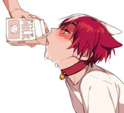 Rule 34 | 1boy, animal ears, bell, blue eyes, blush, boku no hero academia, cat boy, cat ears, collar, drinking, dripping, hair between eyes, male focus, mellyart, milk, neck bell, open mouth, red collar, red hair, shirt, simple background, solo, suggestive fluid, todoroki shouto, upper body, white background, white hair, white shirt