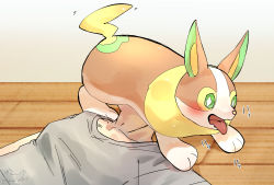 Rule 34 | 1girl, animal focus, artist name, blush, breasts, collarbone, colored sclera, corgi, covered face, creatures (company), diamond-shaped pupils, diamond (shape), dog, full body, game freak, gen 8 pokemon, green sclera, grey shirt, highres, japanese text, ka ei volltis, looking at viewer, lying, nintendo, on back, on floor, on head, pokemon, pokemon (creature), pokemon on head, shirt, short sleeves, signature, sketch, small breasts, solo focus, symbol-shaped pupils, translated, twitter username, upper body, white eyes, wooden floor, yamper