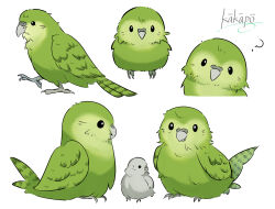 Rule 34 | ?, absurdres, animal focus, bird, commentary request, green bird, highres, kakapo, napote, no humans, original, simple background, white background