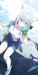 Rule 34 | 1girl, animal ears, artist request, bad id, bad twitter id, bicycle, bike shorts, blue archive, blue eyes, blurry, blurry background, blush, bottle, breasts, day, gloves, green gloves, hair ornament, halo, highres, holding, holding bottle, looking at viewer, medium hair, ocean, official art, outdoors, screencap, shiroko (blue archive), shiroko (cycling) (blue archive), short sleeves, shorts, silver hair, sitting, small breasts, solo, sparkle, sweat, water, x hair ornament