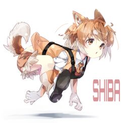 Rule 34 | 1girl, animal ears, brown eyes, brown hair, character name, chest harness, collared shirt, colored inner hair, crawling, dog (shiba inu) (kemono friends), dog ears, dog girl, dog tail, elbow gloves, from side, full body, gloves, gorilla (bun0615), grey hair, harness, highres, kemono friends, looking afar, medium hair, multicolored hair, parted lips, running, shirt, shoe soles, shoes, short shorts, short sleeves, shorts, socks, solo, tail, two-tone hair, vest, wing collar
