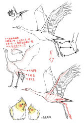 Rule 34 | ?, anatomy, animal, beak, bird, comparison, feathers, feet, fishball, flying, how to, simple background, sketch, translation request, wings