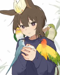 Rule 34 | 1girl, admire vega (umamusume), animal, animal ears, animal on arm, animal on head, animal on shoulder, bird, bird on arm, bird on head, bird on shoulder, brown hair, closed mouth, commentary request, cup, hair between eyes, highres, holding, holding cup, light blush, long hair, long sleeves, on head, parrot, solo, sweatdrop, sweater, umamusume, upper body, white background, yano (edbr1022)