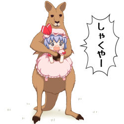Rule 34 | 1girl, bebeneko, blue hair, blush, chibi, commentary request, crying, crying with eyes open, dress, hat, hat ribbon, holding person, japanese text, kangaroo, mob cap, open mouth, pink dress, pink footwear, puffy short sleeves, puffy sleeves, remilia scarlet, ribbon, short hair, short sleeves, simple background, solo, tears, touhou, translated, white background