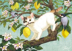 Rule 34 | animal, animal focus, bird, branch, cat, flower, food, fruit, leaf, lemon, looking at viewer, mouth hold, no humans, original, takigraphic, tree, white flower