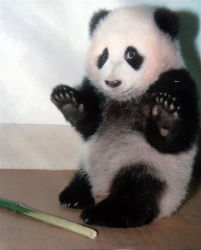 Rule 34 | animal, baby, bamboo, bear, cub, giant panda, looking at viewer, lowres, panda, photo (medium), solo