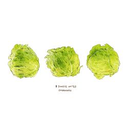 Rule 34 | cabbage, commentary, cyannism, english commentary, english text, food, food focus, no humans, original, simple background, vegetable, white background