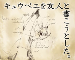 Rule 34 | 10s, anatomy, diagram, english text, kyubey, mahou shoujo madoka magica, mahou shoujo madoka magica (anime), munaage, no humans, teeth, x-ray
