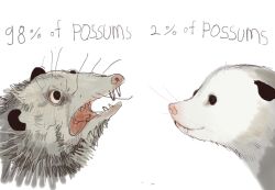 Rule 34 | animal, animal focus, closed mouth, english text, mossacannibalis, no humans, open mouth, original, possum, sharp teeth, simple background, teeth, whiskers, white background