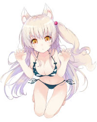 Rule 34 | &gt;:o, 1girl, :o, animal ears, barefoot, bikini, black bikini, blush, breasts, cat ears, claw pose, cleavage, full body, hair ornament, hands up, kneeling, kou mashiro, large breasts, long hair, looking at viewer, navel, one side up, open mouth, original, shiny skin, side-tie bikini bottom, simple background, solo, swimsuit, thigh gap, v-shaped eyebrows, white background, white hair, yellow eyes
