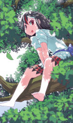 Rule 34 | 1girl, bad id, bad pixiv id, barefoot, black hair, blurry, bow, d@i, dappled sunlight, depth of field, dress, highres, horns, in tree, kijin seija, leaf, looking at viewer, multicolored hair, red eyes, red hair, short hair, short sleeves, sitting, sitting in tree, smile, solo, streaked hair, sunlight, tongue, tongue out, touhou, tree, white hair