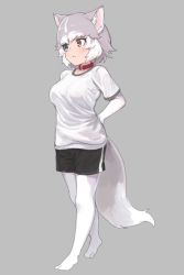 Rule 34 | 1girl, animal ear fluff, animal ears, blue eyes, breasts, brown eyes, collar, dog (mixed breed) (kemono friends), dog ears, dog tail, elbow gloves, full body, gloves, grey background, grey hair, heterochromia, kemono friends, large breasts, looking away, multicolored hair, nyifu, pantyhose, short hair, simple background, solo, tail, white gloves, white hair, white pantyhose