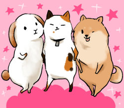 Rule 34 | animal focus, aobe, rabbit, cat, collar, dog, hands on own hips, no humans, pink background, shiba inu, sparkle, star (symbol), tongue, wink