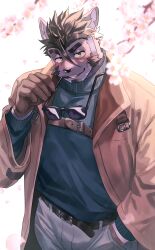 Rule 34 | 1boy, absurdres, animal ears, bara, beard, belt, blue sweater, blush, brown coat, brown gloves, cat boy, cat ears, cherry blossoms, chest strap, coat, denim, eyewear in mouth, facial hair, furry, furry male, gloves, goatee, highres, jeans, live a hero, looking at viewer, madaato (psgw3383), male focus, mouth hold, pants, smile, sunglasses, sweater, thick eyebrows, tsuneaki (live a hero), white background