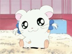 Rule 34 | :3, animated, animated gif, hamster, hamtaro (series), lowres, ribbon, ribbon (hamtaro), source request, whiskers