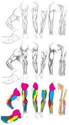 Rule 34 | anatomy, armpits, highres, muscular, nekkeau, original, simple background, sketch, white background