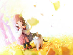 Rule 34 | 1girl, bad id, bad pixiv id, black socks, blunt bangs, blurry, brown eyes, brown hair, cat, commentary request, day, depth of field, falling leaves, full body, ginkgo tree, grass, hands on own knees, knees to chest, leaf, long sleeves, looking at viewer, mary janes, nakamura hinata, no pupils, original, outdoors, plaid, plaid skirt, red footwear, shoes, skirt, socks, solo, squatting, sunlight, tree