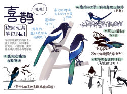 Rule 34 | animal, animal focus, bird, chinese commentary, chinese text, closed mouth, commentary request, flying, garlica, grass, highres, magpie, multiple views, no humans, open mouth, original, simple background, translation request, tree, white background