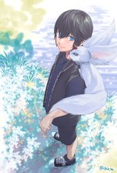 Rule 34 | 10s, 1boy, aged down, black hair, black vest, blue eyes, carbuncle (final fantasy), child, converse, field, final fantasy, final fantasy xv, flower, flower field, from above, kouen (10chio), looking at viewer, male focus, noctis lucis caelum, on shoulder, shoes, shorts, sneakers, solo, twitter username, vest