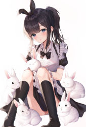 Rule 34 | 1girl, alternate costume, animal, animal ears, banned artist, black bow, black hair, black legwear, blue eyes, blush, bow, bunny day, buttons, clothes lift, collared shirt, dress, duplicate, enmaided, fluffy, frilled dress, frilled sleeves, frills, full body, hair between eyes, hair bow, hair ornament, hand on own knee, hinaki (hinaki 0102), knees together feet apart, maid, open mouth, original, pixel-perfect duplicate, ponytail, rabbit, rabbit ears, rabbit tail, shirt, simple background, sitting, skirt, skirt lift, tail, white background
