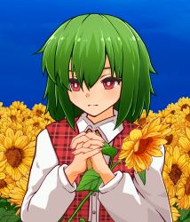 Rule 34 | 1girl, ascot, blouse, blue sky, bright pupils, closed mouth, collared shirt, commentary request, expressionless, field, flower, flower field, garden of the sun, green hair, hair between eyes, highres, holding, holding flower, interlocked fingers, kazami yuuka, kide koushin, long sleeves, looking at viewer, outdoors, own hands together, plaid, plaid vest, red eyes, red vest, shirt, short hair, sky, solo, sunflower, sunflower field, touhou, upper body, vest, white pupils, white shirt, yellow ascot, yellow flower