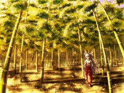 Rule 34 | 1girl, bamboo, bamboo forest, blunt bangs, forest, fujiwara no mokou, full body, hair ribbon, hands in pockets, long hair, nature, ofuda, outdoors, pants, ribbon, scenery, shadow, short sleeves, solo, sunlight, suspenders, touhou, very long hair, walking, white hair, wide shot, yagyu-pix