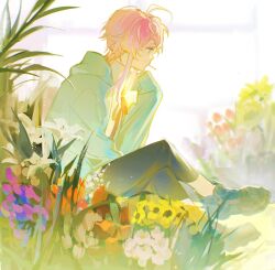 Rule 34 | 1boy, ahoge, amemura ramuda, ankle boots, argentum 1121, blue eyes, boots, candy, capri pants, colored tips, crossed legs, field, flower, flower field, food, highres, hood, hooded jacket, hypnosis mic, jacket, lollipop, looking to the side, multicolored hair, on grass, pants, pink hair, red ribbon, ribbon, shirt, short hair with long locks, sitting, sleeves past wrists, solo, white shirt