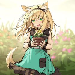 Rule 34 | 1girl, :d, animal ear fluff, animal ears, arknights, black hairband, blonde hair, blurry, blurry background, chagara, commentary request, depth of field, dress, flower, flower pot, frilled dress, frills, green dress, green eyes, hairband, holding, long hair, open mouth, pink flower, plant, podenco (arknights), podenco (wake up from a nap) (arknights), potted plant, sketch, sleeveless, sleeveless dress, smile, solo, tail, twitter username, wrist cuffs, yellow flower