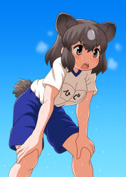Rule 34 | 1girl, alternate costume, animal ears, bagua zhang, bear ears, bear girl, bear tail, blue shorts, brown bear (kemono friends), brown eyes, brown hair, commentary request, extra ears, gym uniform, hands on own knees, kemono friends, multicolored hair, open mouth, shirt, short hair, short sleeves, shorts, solo, sweat, sweatdrop, t-shirt, tail, two-tone hair, white hair, white shirt
