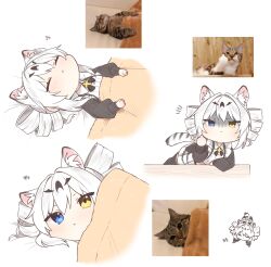 Rule 34 | 1girl, animal ear fluff, animal ears, black sleeves, black thighhighs, blue eyes, cat, chibi, commentary request, covering with blanket, drill hair, heterochromia, highres, karenina: ember (deed of snow leopard) (punishing: gray raven), karenina: ember (punishing: gray raven), karenina (punishing: gray raven), leopard ears, leopard tail, long sleeves, lying, maid, middle finger, multiple persona, myam (123ab456c), photo inset, punishing: gray raven, reference photo, shaded face, shirt, tail, thighhighs, translation request, twin drills, white background, white hair, white shirt, yellow eyes