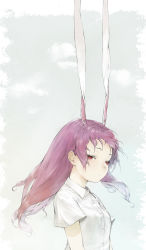 Rule 34 | 1girl, amo (silent bomb19), animal ears, bad id, bad pixiv id, bad twitter id, rabbit ears, closed mouth, collared shirt, commentary request, expressionless, extra ears, floating hair, grey background, half-closed eyes, highres, long hair, purple hair, red eyes, reisen udongein inaba, shirt, short sleeves, simple background, solo, touhou, upper body, very long ears, white shirt, wind, wing collar