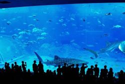 Rule 34 | aquarium, fish, japan, lowres, shark