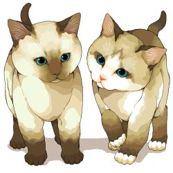 Rule 34 | animal, animal focus, blue eyes, cat, kitten, murata (pixiv49763), no humans, original, siamese cat