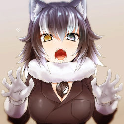 Rule 34 | 10s, 1girl, animal ears, black hair, blue eyes, commentary request, fangs, fur collar, gloves, grey wolf (kemono friends), heart, heterochromia, highres, kemono friends, long hair, long sleeves, looking at viewer, multicolored hair, necktie, open mouth, simple background, solo, two-tone hair, upper body, watarui, white gloves, white hair, wolf ears, yellow eyes