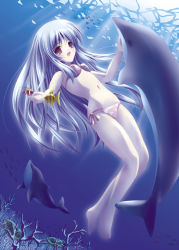 Rule 34 | bikini, dolphin, fish, solo, swimsuit, tagme, underwater, yamamoto nori