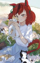 Rule 34 | 1girl, absurdres, animal, animal ears, animal on lap, blush, brown hair, cat, cat on lap, commentary, ear covers, flower, grey eyes, highres, holding, holding animal, holding cat, horse ears, horse girl, horse tail, houkou illust, looking at viewer, medium hair, multicolored hair, nice nature (umamusume), on lap, open mouth, outdoors, shirt, short sleeves, sitting, smile, solo, streaked hair, tail, teeth, twintails, umamusume, white shirt